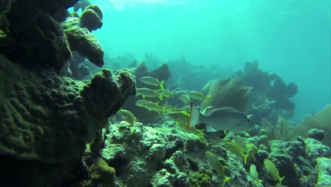 Beautiful-tropical-fish-swim-around-a-reef-underwater-2