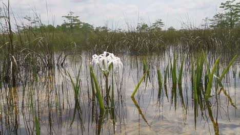 Un-Lirio-Crece-En-Un-Pantano-En-Los-Everglades-De-Florida