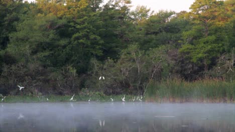 Niebla-Sobre-Los-Everglades-De-Florida-Con-Pájaros-Volando