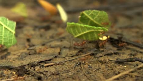 Leafcutter-ants-move-leaves-across-a-forest-floor