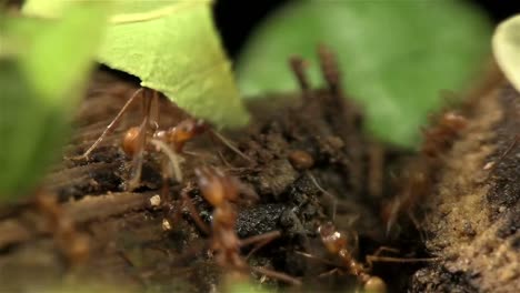 Leafcutter-ants-move-leaves-across-a-forest-floor-1
