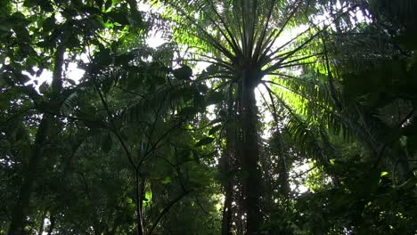 A-slow-tilt-up-in-a-beautiful-lush-jungle-rainforest-1