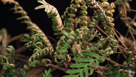 A-time-lapse-shot-of-ferns-unfolding-against-a-black-backdrop