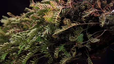 A-time-lapse-shot-of-ferns-unfolding-against-a-black-backdrop-1