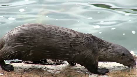 A-river-otter-walks-along-a-branch-in-a-river