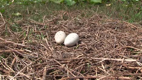 Sandhill-crane-eggs-in-a-nest