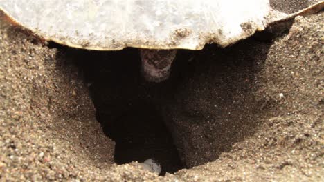 Close-up-of-sea-turtle-laying-eggs-in-sand-1