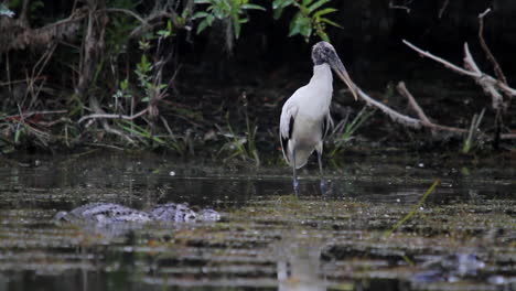 An-alligator-moves-through-a-swamp-near-a-wood-stork
