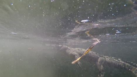 Bemerkenswerte-Aufnahme-Eines-Alligators,-Der-Unter-Wasser-Schwimmt
