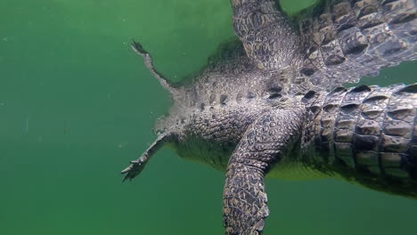 Bemerkenswerte-Aufnahme-Eines-Alligators,-Der-Unter-Wasser-Schwimmt-1