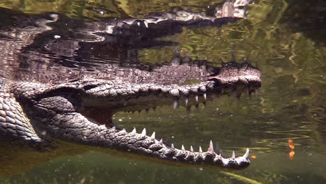 Bemerkenswerte-Aufnahme-Eines-Alligators,-Der-Unter-Wasser-Schwimmt-2