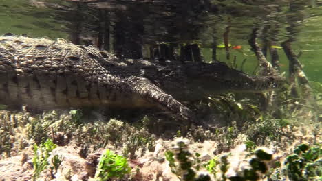 Bemerkenswerte-Aufnahme-Eines-Alligators,-Der-Unter-Wasser-Läuft