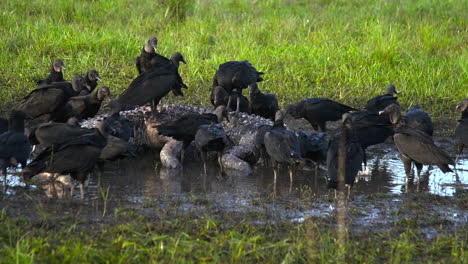 Black-vultures-prey-on-an-alligator-carcass