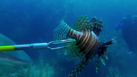 Ein-Riffhai-Beißt-Einen-Rotfeuerfisch-Von-Einer-Taucherstange