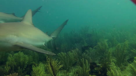 Un-Tiburón-De-Arrecife-Nada-A-Través-De-Un-Arrecife-De-Coral-En-El-Caribe-1