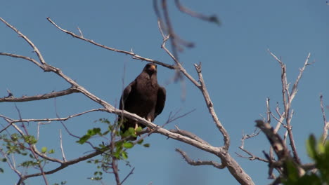 A-Cuban-black-hawk-sits-on-a-tree-branch