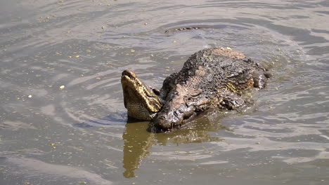 Crocodiles-mate-in-muddy-water-in-Cuba