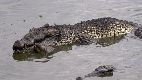 Crocodiles-mate-in-muddy-water-in-Cuba-1