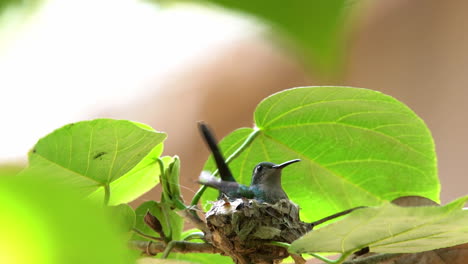 Ein-Kubanisches-Smaragdkolibri-Weibchen-Landet-Auf-Ihrem-Nest