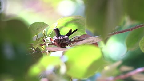 Ein-Kubanisches-Smaragdkolibri-Weibchen-Sitzt-Auf-Ihrem-Nest