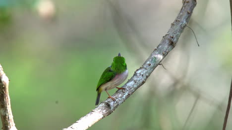 The-Cuban-tody-bord-poses-on-a-small-branch