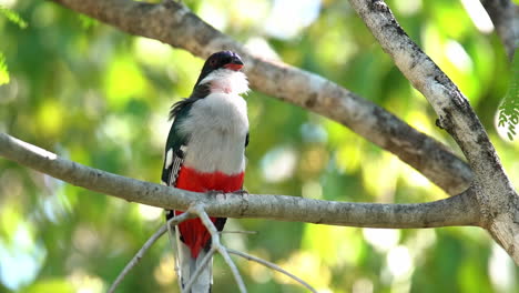 Close-up-of-a-Cuban-trogon-bird