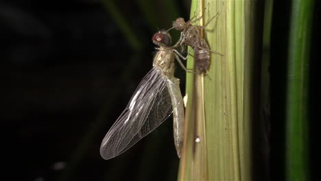 A-dragonfly-undergoes-a-birth-metamorphosis-2