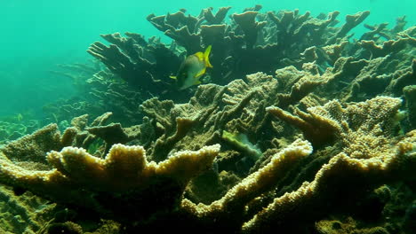 Elk-horn-coral-in-the-Caribbean