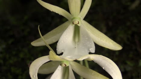 Una-Orquídea-Fantasma-Crece-En-Los-Everglades-De-Florida
