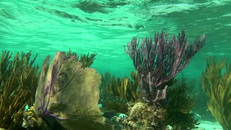 El-Coral-Blando-Se-Balancea-En-Un-Entorno-Submarino