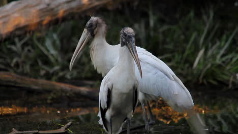 Two-wood-storks-stand-in-the-Florida-Everglades