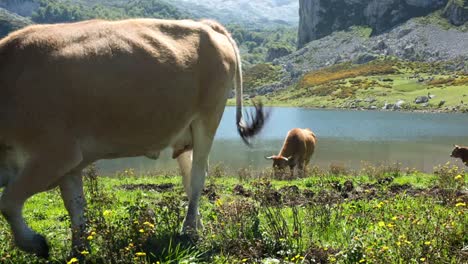Covadonga-Cow-01