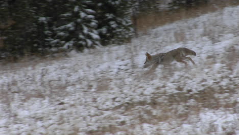 A-Coyote-Scampers-Across-A-Snowy-Field-In-Winter