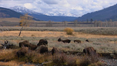 Buffalo-And-Bison-Graze-In-Yellowstone-National-Park-Wyoming