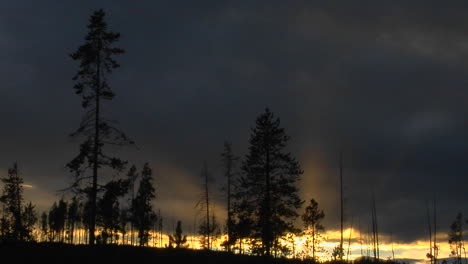 Los-árboles-Que-Sobrevivieron-A-Un-Bosque-En-El-Parque-Nacional-De-Yellowstone-Están-En-Silueta