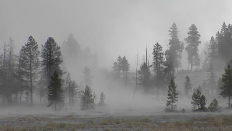 Fog-Drifts-Amongst-Trees-At-Yellowstone-National-Park