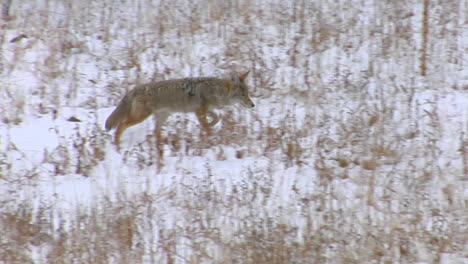 Ein-Kojote-Trabt-Durch-Die-Verschneite-Ebene