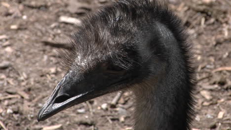 Ein-Emu-Dreht-Seinen-Kopf,-Um-Auf-Den-Trockenen-Boden-Zu-Schauen