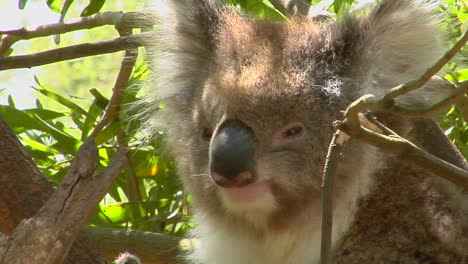 A-Koala-Bear-Peers-Out-Of-A-Eucalyptus-Tree-And-Scratches-An-Itch
