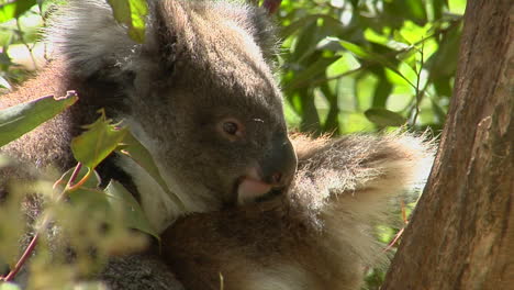 A-Koala-Bear-Sits-Peacefully-In-A-Tree