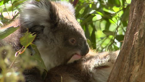 A-Koala-Bear-Sits-Calmly-In-A-Tree