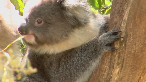 A-Koala-Bear-Sits-In-A-Tree-1