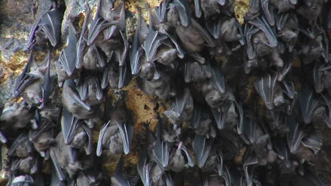 Closeup-Of-Bats-On-A-Wall-At-The-Pura-Goa-Lawah-Temple-In-Indonesia