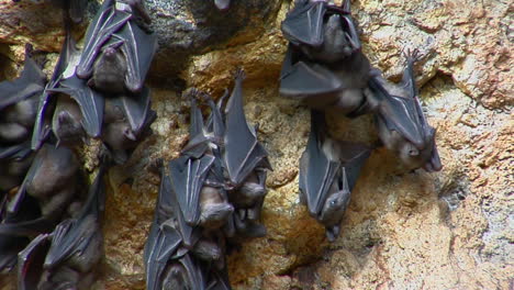 Bats-Hang-On-A-Wall-At-The-Pura-Goa-Lawah-Temple-Or-Bat-Cave-Temple-In-Indonesia