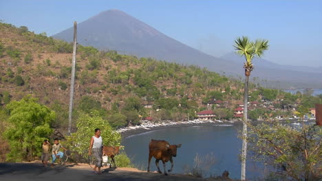 Una-Familia-Nativa-Lleva-Su-Ganado-A-Lo-Largo-De-Una-Carretera-De-Montaña-En-Bali,-Indonesia