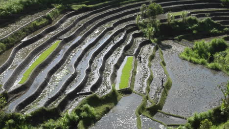 People-Work-In-A-Terraced-Rice-Field