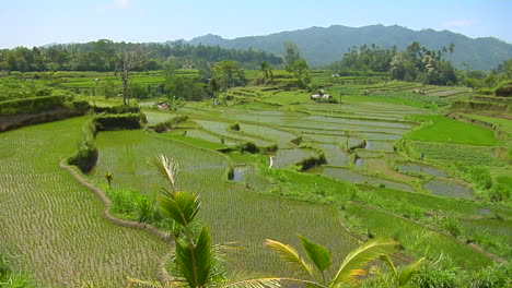 El-Arroz-Crece-En-Campos-En-Terrazas-En-Bali,-Indonesia