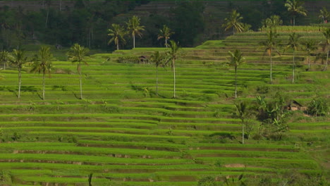 A-Terraced-Rice-Farm-Grows-Green-Fields-5