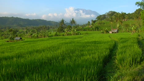A-Terraced-Rice-Farm-Grows-Green-Fields-6