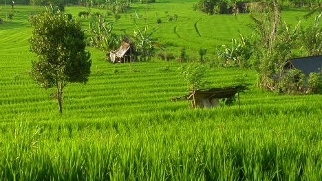 Una-Granja-De-Arroz-En-Terrazas-Cultiva-Campos-Verdes-7